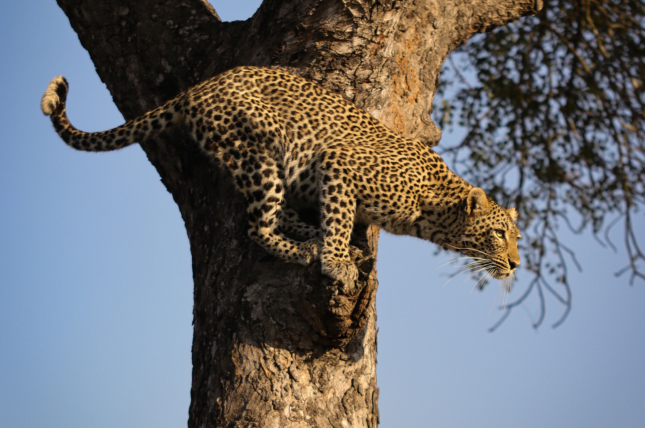 We're dedicated to preserving the environment background