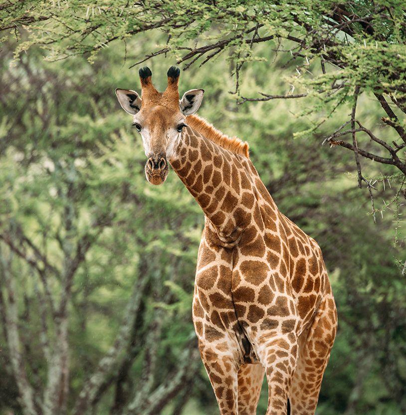 More than just a luxury private game lodge in the bush